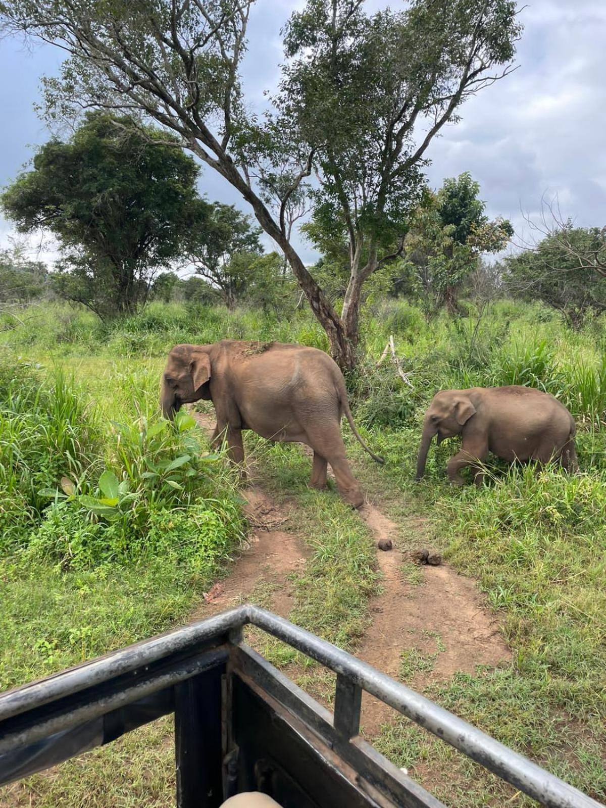Elephant Safari Lodge Sigiriya Junction هاباران المظهر الخارجي الصورة