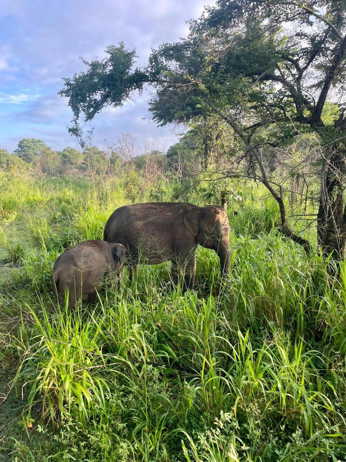 Elephant Safari Lodge Sigiriya Junction هاباران المظهر الخارجي الصورة